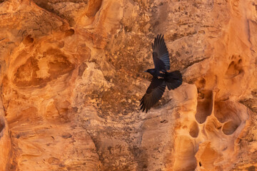 A raven wheels in the air past fiery orange sandstone cliffs. One wing reflects the orange color of the rock and the other reflects the blue of the sky above.