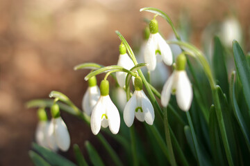 Fototapeta premium Beautiful flower. White spring snowflake (Leucojum vernum) in springtime forest. Close-up of blossoms of spring snowflakes with blurred background. White snowdrop flowers in spring.
