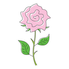 Pink rose flower vector illustration isolated