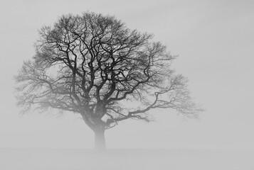A majestic tree, shrouded in ground mist, rises from the silence of the black and white landscape. The gentle veiling gives the image a special aura, while contours dance in the mist.