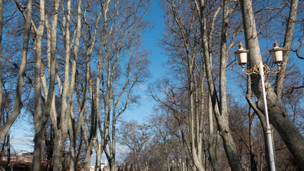 Panoramic view of  Gulhane park with old trees, dried branches, vintage street lamps and blue sky in Istanbul. autumn day, nature series. Sultanahmet district, Istanbul, Turkey