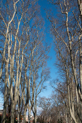Old trees of Istanbul Gulhane park with dried branches with blue sky in a winter day. Sultanahmet, Istanbul, Turkey