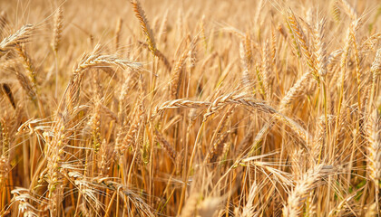 Ripe ears of wheat. Natural orange background or texture. Close-up. Cereal crop is ready for picking.