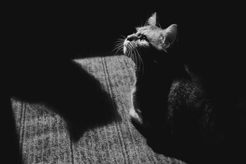 black and white photo of a the sun bathing cat in the balcony and shadow of another cat. Animal...