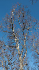 Pelican and bird nests on the dried tree branches against the blue sky in Gulhane park istanbul, autumn winter period, nature series. Sultanahmet district, Istanbul, Turkey