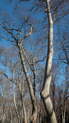 Pelican and bird nests on the dried tree branches against the blue sky in Gulhane park istanbul, autumn winter period, nature series. Sultanahmet district, Istanbul, Turkey