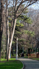 Panoramic view of  Gulhane park with old trees, dried branches, vintage street lamps and blue sky in Istanbul. autumn day, nature series. Sultanahmet district, Istanbul, Turkey