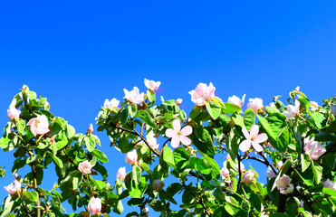 Blooming branches with pink flowers and green leaves against a blue sky. Copy space. Spring time. Quince blossom.
