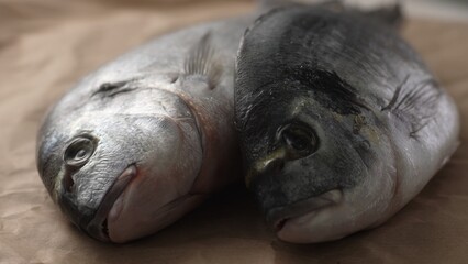 Two fresh fish Dorado on a paper-covered surface. Selective focus, close-up.