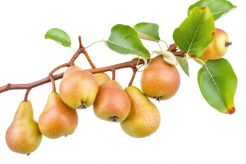 pears on a branch isolated on white background 