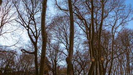 Old trees of Istanbul Gulhane park with dried branches with blue sky in a winter day. Sultanahmet, Istanbul, Turkey