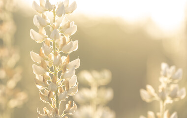 Backlit White Lupine In Golden Morning Light