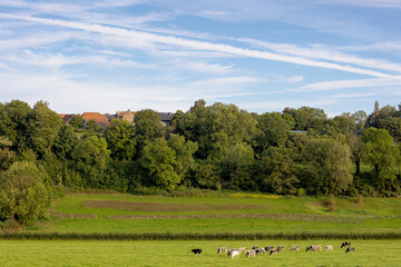 Fototapeta premium The terrain hilly countryside with houses and green grass meadow under blue sky in summer, Noorbeek is a village in the Dutch province of Limburg, The municipality of Eijsden-Margraten, Netherlands.
