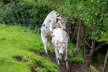 Fototapeta premium Two young male and female cows are courtship behavior in a small river shore (creek) Kleine Geul, Open farm with dairy cattle in countryside, Limburg is the most southern province of the Netherlands.