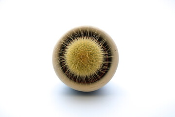 cactus isolated on white background