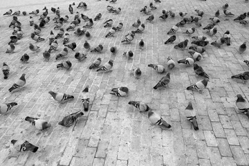Black and white shot of many pigeons foraging in the city square,