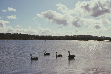 swans on the lake