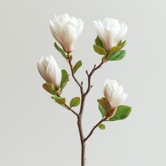 magnolia flower with white background