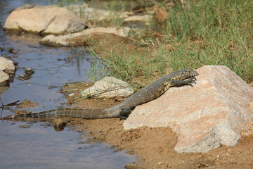 Nilwaran / Nile monitor / Varanus niloticus