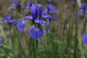 Close-up of a purple flower iris on blurred green natural background. Purple Iris germanica or Bearded Iris on the background of bright green landscaped garden. place for text. Iridaceae