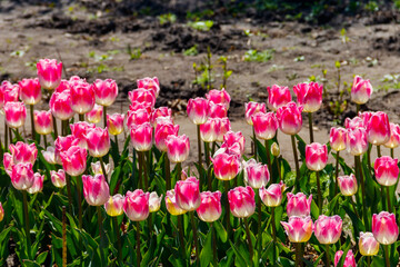 Large flowerbed of pink tulips in the park at spring
