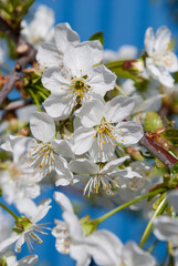 Obraz premium delicate cherry flowers among green leaves