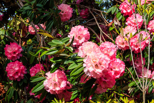 Beautiful blooming pink tree rhododendron (Rhododendron arboreum) in the botanical garden