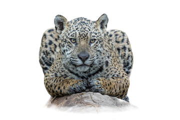 High key Jaguar. Jaguar (Panthera onca) resting on a fallen tree stump along the riverbank in the Northern Pantanal in Mata Grosso in Brazil
