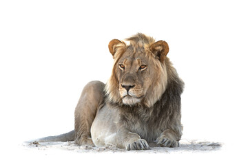 High key lion male. Lion male resting in the sand in the Kgalagadi Transfrontier Park in South...