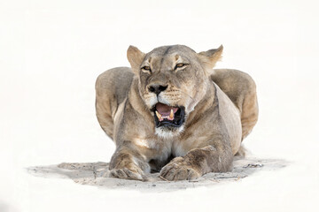 High key lioness. Lion resting in the sand in the Kgalagadi Transfrontier Park in South Africa