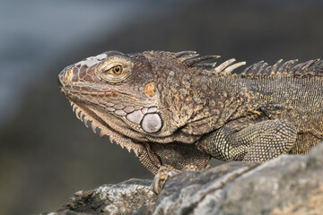 Closeup, Green Iguana (Iguana iguana) sitting on rock, on the shore of the island of Aruba. Looking at camera. 
