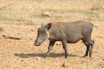 Warzenschwein / Warthog / Phacochoerus africanus