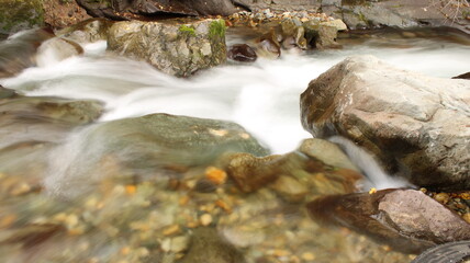 photo of stream in natural forest
