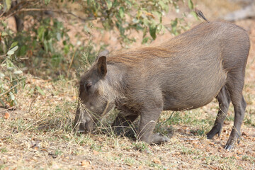 Warzenschwein / Warthog / Phacochoerus africanus