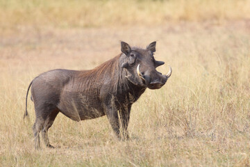 Fototapeta premium Warzenschwein / Warthog / Phacochoerus africanus