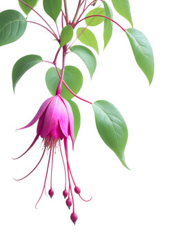 fuchsias flower painting isolated against transparent background