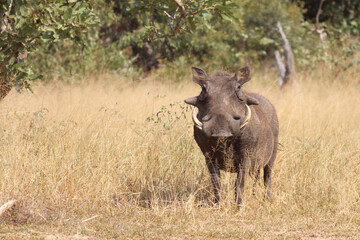Fototapeta premium Warzenschwein / Warthog / Phacochoerus africanus