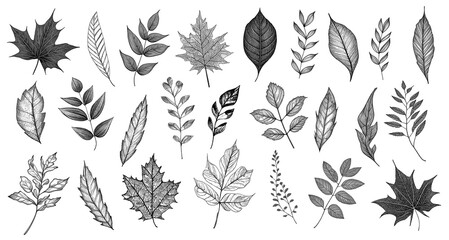 A collection of black and white leaf drawings. Sketch floral elements for design in imprint stamp slyle. Graphic leaves set hand drawn  - obrazy, fototapety, plakaty