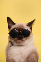 GATO CON LENTES