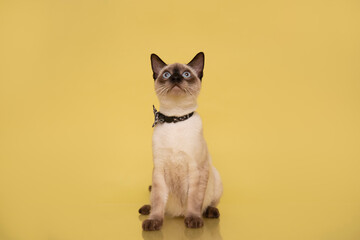 GATITO ATENTO