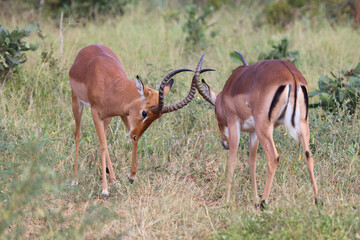 Schwarzfersenantilope / Impala / Aepyceros melampus