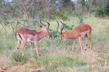 Schwarzfersenantilope / Impala / Aepyceros melampus