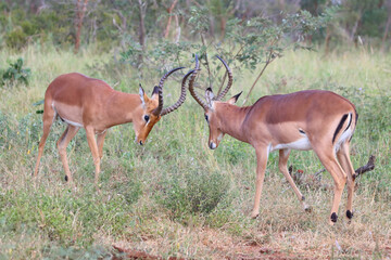 Schwarzfersenantilope / Impala / Aepyceros melampus
