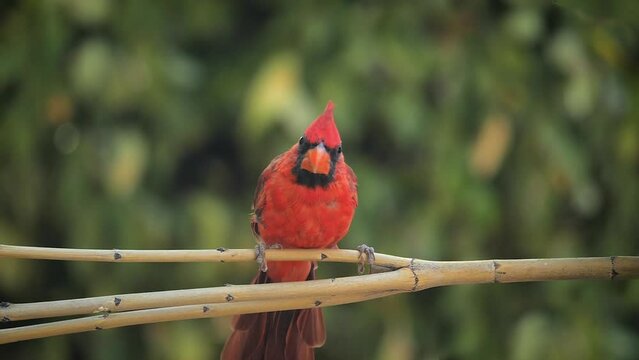 Baby Cardinal Lands on a Branch in Slow Motion
