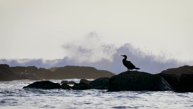 Cormorant (sea raven) near the waves