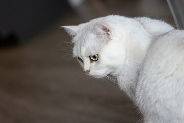British Shorthair silver gradient cat	
