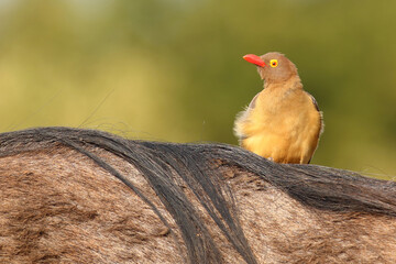 Rotschnabel-Madenhacker / Red-billed oxpecker / Buphagus erythrorhynchus