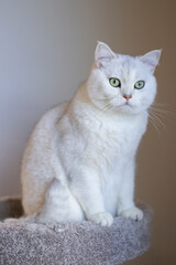 British Shorthair silver gradient cat	
