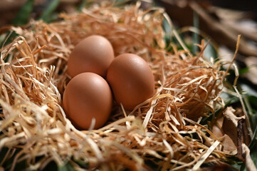chicken egg in the nest source of protein healthy food