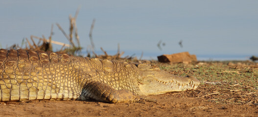 Nilkrokodil / Nile crocodile / Crocodylus niloticus